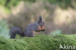 Red Squirrel (Sciurus vulgaris)