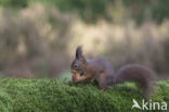 Red Squirrel (Sciurus vulgaris)