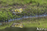 Eurasian Siskin (Carduelis spinus)