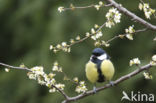 Koolmees (Parus major)