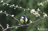 Koolmees (Parus major)