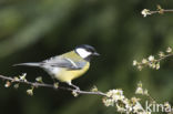 Great Tit (Parus major)