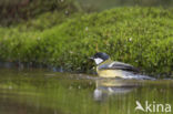 Great Tit (Parus major)