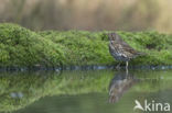 Zanglijster (Turdus philomelos)