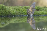 Song Thrush (Turdus philomelos)