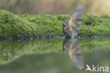 Song Thrush (Turdus philomelos)