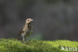 Song Thrush (Turdus philomelos)