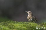 Zanglijster (Turdus philomelos)