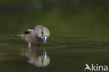 Hawfinch (Coccothraustes coccothraustes)