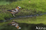 Hawfinch (Coccothraustes coccothraustes)