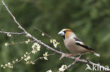 Hawfinch (Coccothraustes coccothraustes)