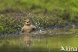 Chaffinch (Fringilla coelebs)