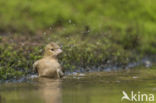 Vink (Fringilla coelebs)