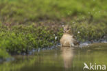 Vink (Fringilla coelebs)