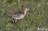 Kemphaan (Philomachus pugnax)