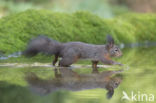 Red Squirrel (Sciurus vulgaris)