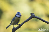 Blue Tit (Parus caeruleus)