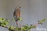 Bluethroat (Luscinia svecica)