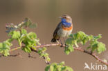 Blauwborst (Luscinia svecica)