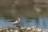 Oeverloper (Actitis hypoleucos)