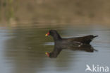 Common Moorhen (Gallinula chloropus)