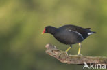 Waterhoen (Gallinula chloropus)