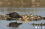 Waterhoen (Gallinula chloropus)