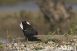 Common Moorhen (Gallinula chloropus)