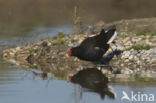 Waterhoen (Gallinula chloropus)