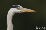 Blauwe Reiger (Ardea cinerea)