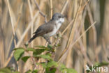 Lesser Whitethroat (Sylvia curruca)