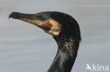 Cormorant (Nannopterum harrisi)