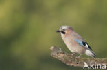 Vlaamse Gaai (Garrulus glandarius)