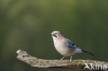 Vlaamse Gaai (Garrulus glandarius)