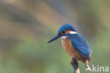 IJsvogel (Alcedo atthis)