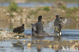 Meerkoet (Fulica atra)