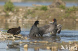 Meerkoet (Fulica atra)