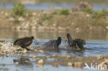 Meerkoet (Fulica atra)