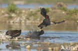 Meerkoet (Fulica atra)