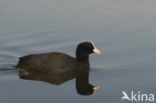 Common Coot (Fulica atra)