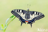 Swallowtail (Papilio machaon)