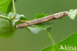 Scalloped Oak (Crocallis elinguaria)