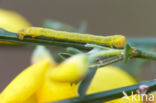 Herfstbremspanner (Chesias legatella)