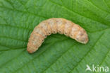 Broad-bordered Yellow Underwing (Noctua fimbriata)