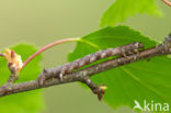 Gepluimde spanner (Colotois pennaria)