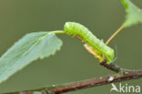 Kromzitter (Asteroscopus sphinx)