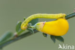 Herfstbremspanner (Chesias legatella)