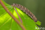 Dubbelstipvoorjaarsuil (Orthosia munda)