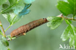 Chestnut (Conistra rubiginosa)