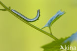 Oranjetipje (Anthocharis cardamines)